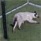Cat Enclosure Netting Secure a Kat